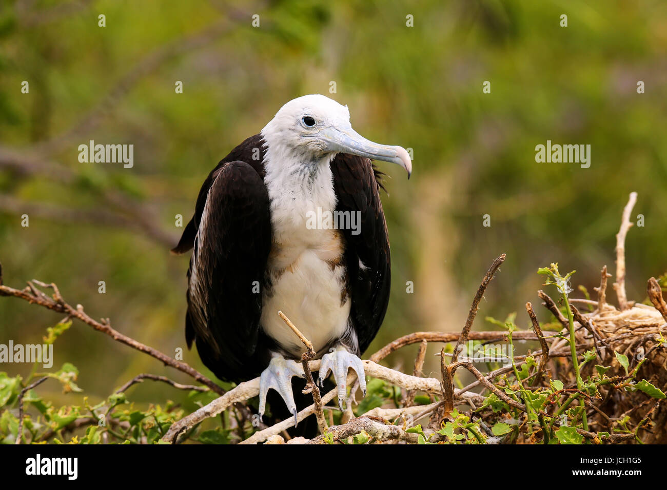 Baby Magnificent Frigatebird (Fregata magnificens) sitting on a tree on North Seymour Island, Galapagos National Park, Ecuador Stock Photo