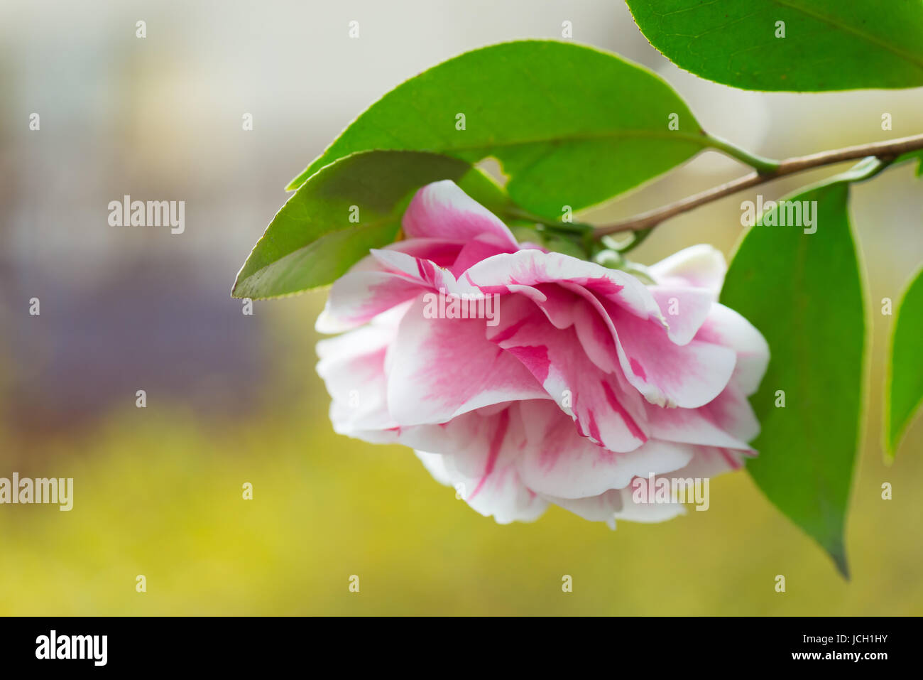 A pink and white, drooping, evergreen Camellia (Camellia japonica) set against a softly blurred background. Georgia, United States, North America. Stock Photo