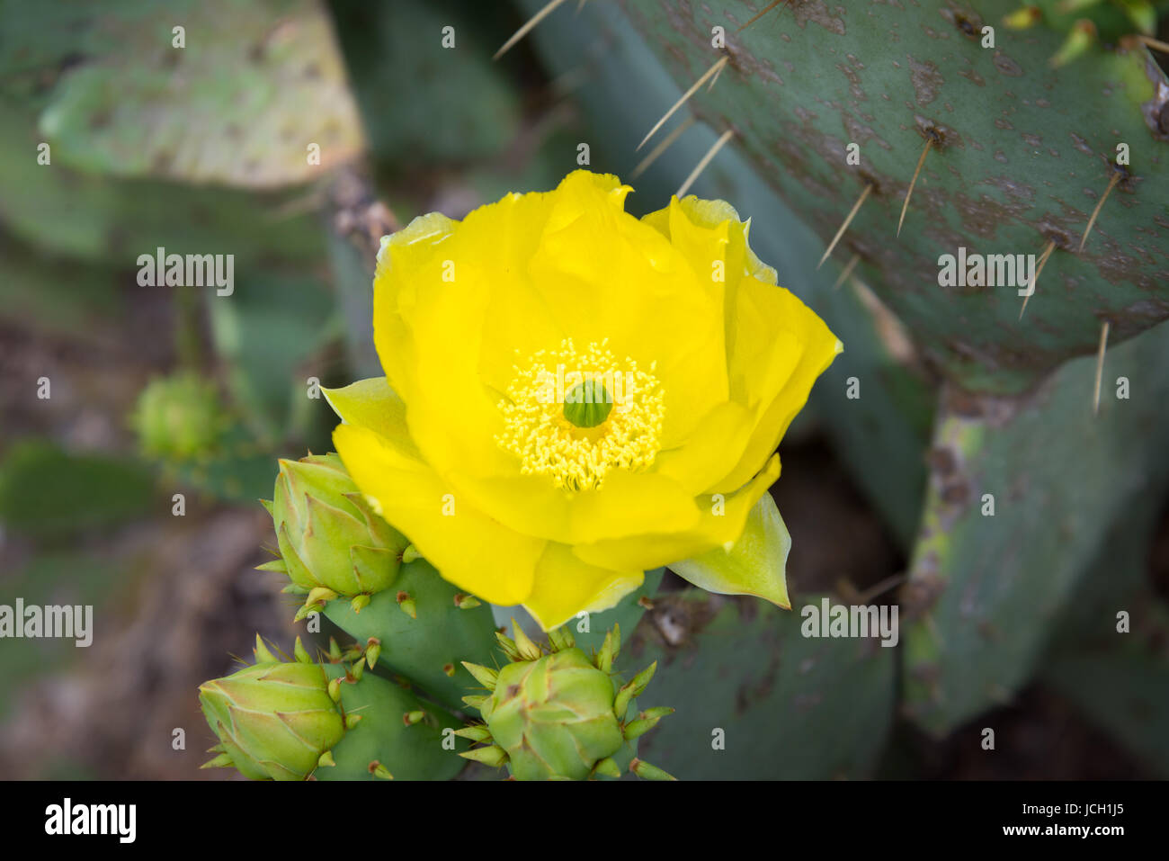 A single, yellow, Prickly Pear cactus (Opuntia humifusa) flower in full bloom. Stock Photo