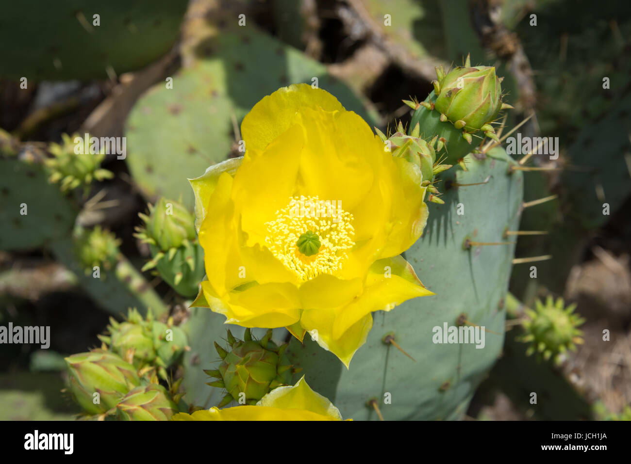 A single, yellow, Prickly Pear cactus ((Opuntia humifusa)) flower in full bloom. Stock Photo
