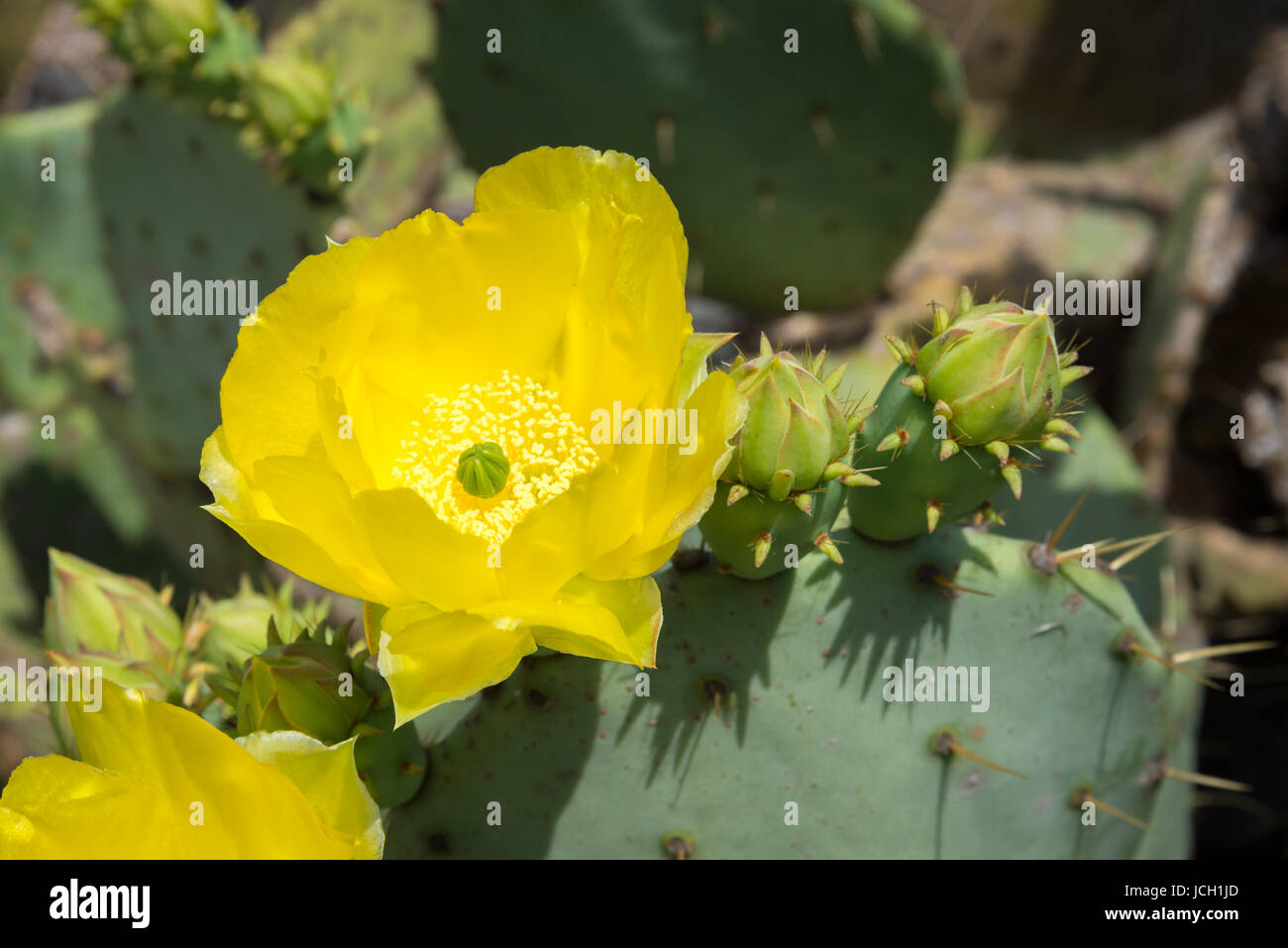 A single, yellow, Prickly Pear cactus (Opuntia humifusa) flower in full bloom. Stock Photo