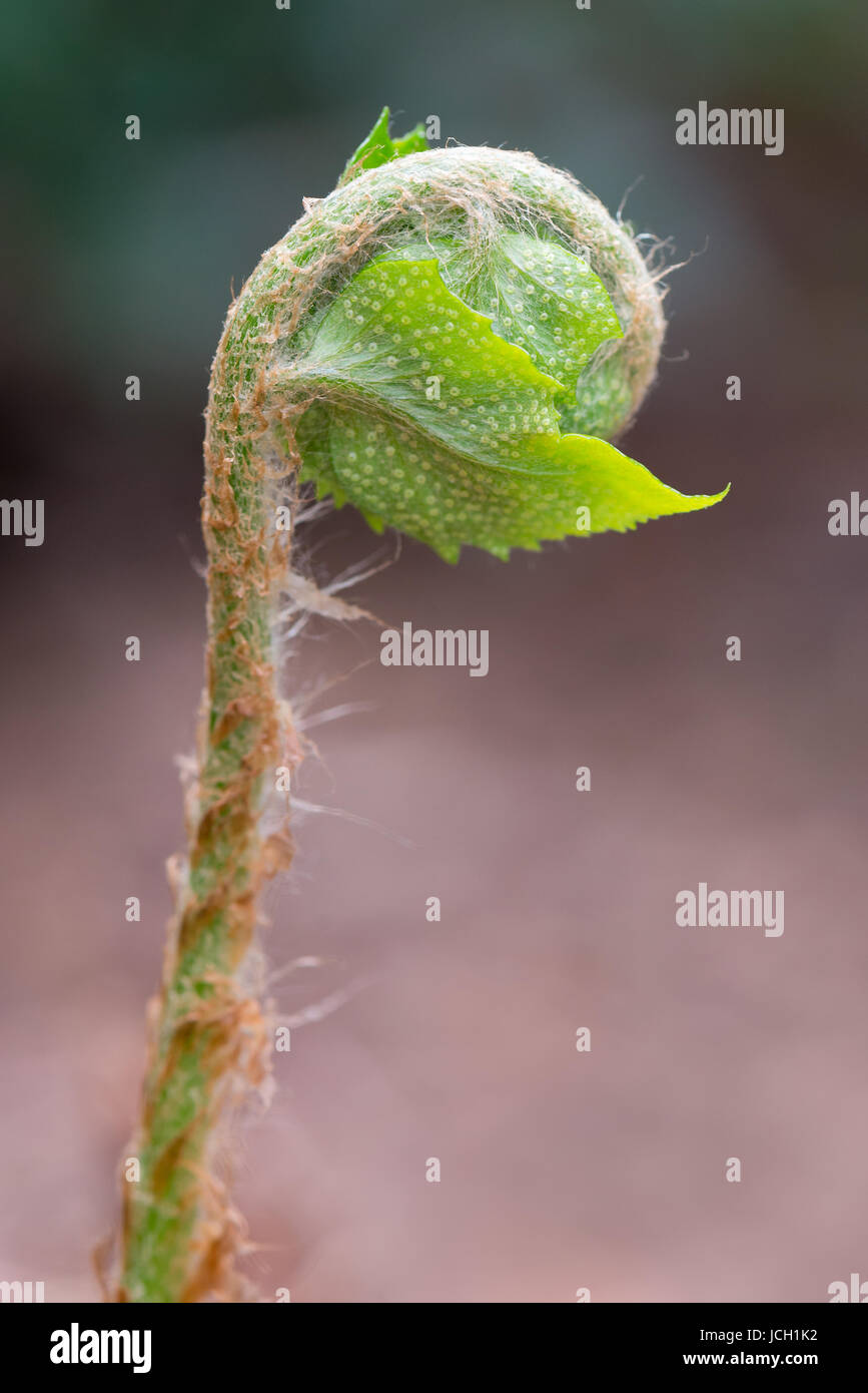 The fiddle head of a Holly Fern, sporangia visible, is ready to uncurl. Stock Photo