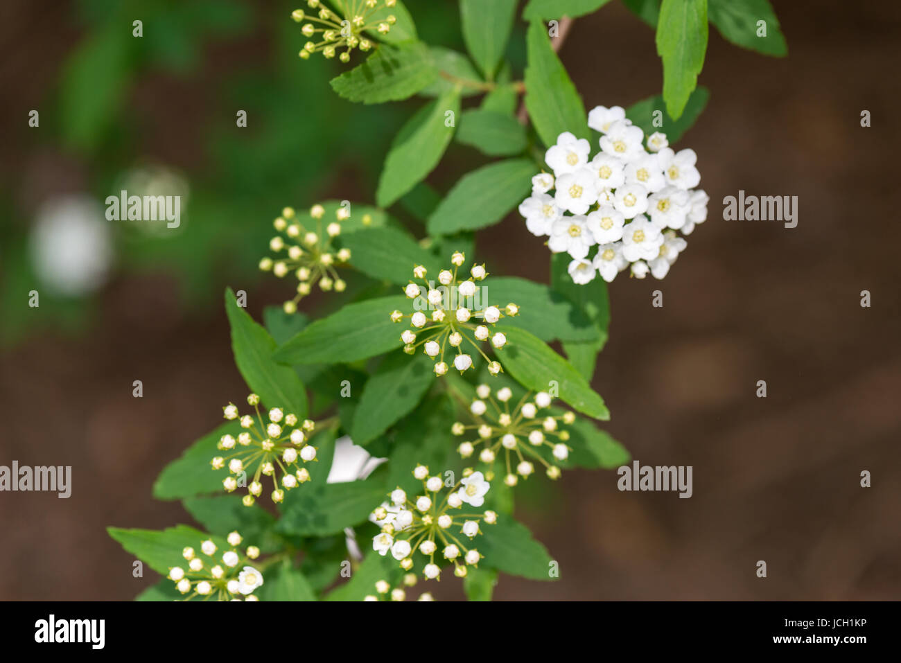 Tiny white flowers in cluster hi-res stock photography and images - Alamy