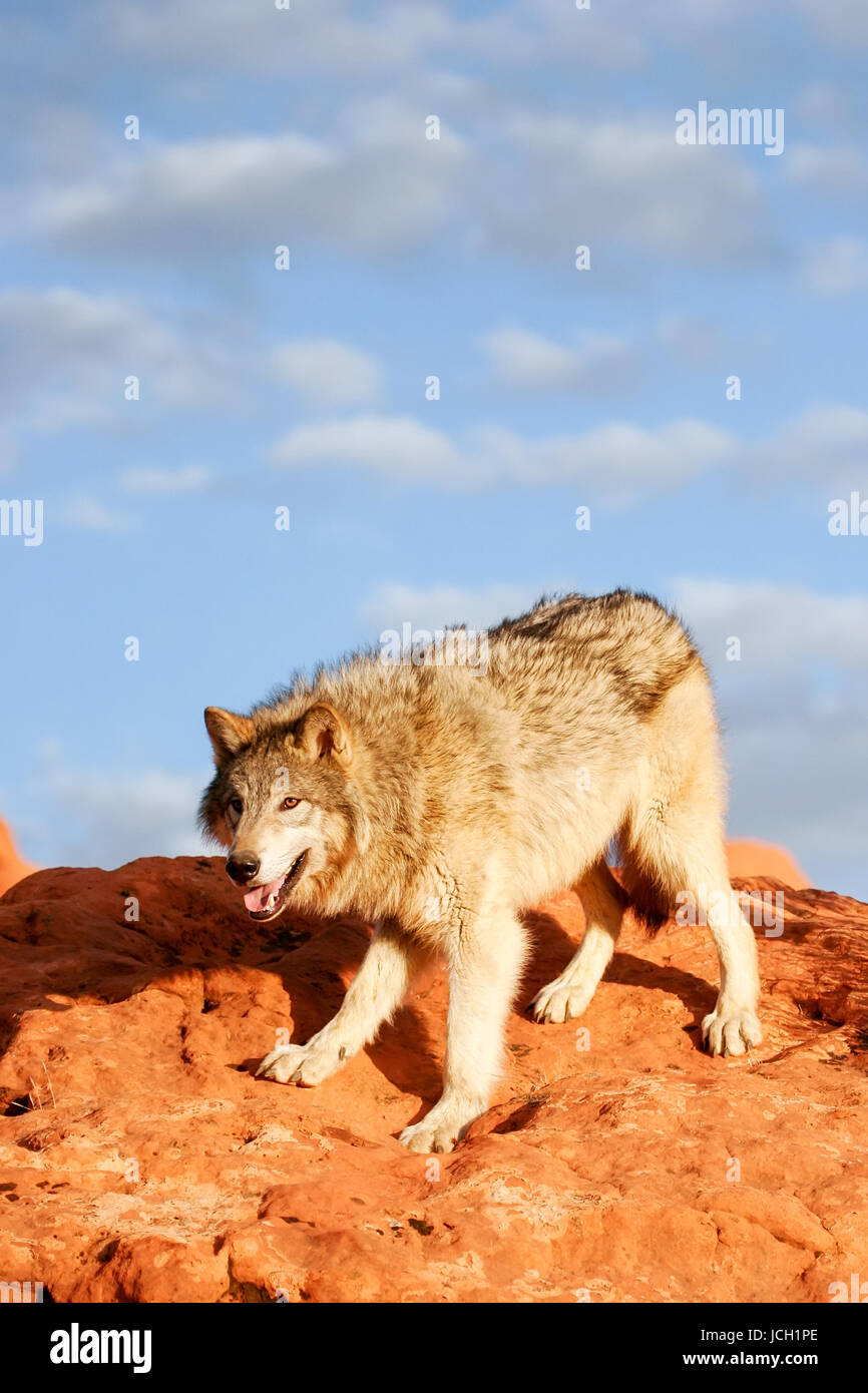 North american grey wolf face hires stock photography and images Alamy