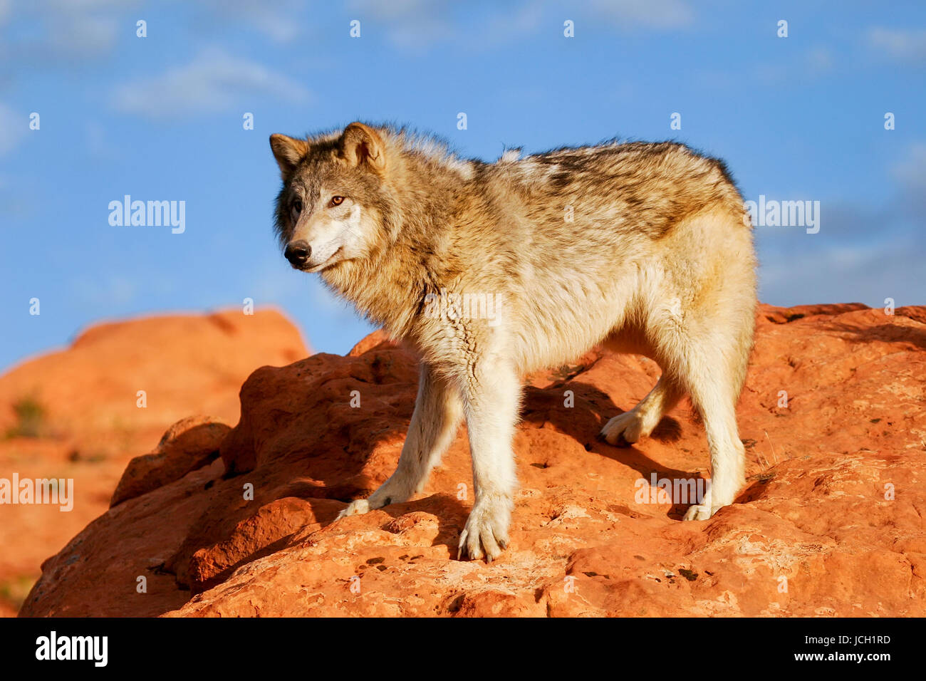 Gray wolf (Canis lupus) in a desert with red rock formations Stock