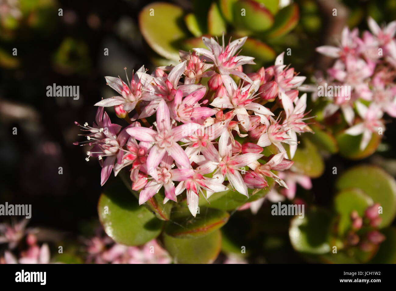 Crassula Ovata Flowers close up Stock Photo