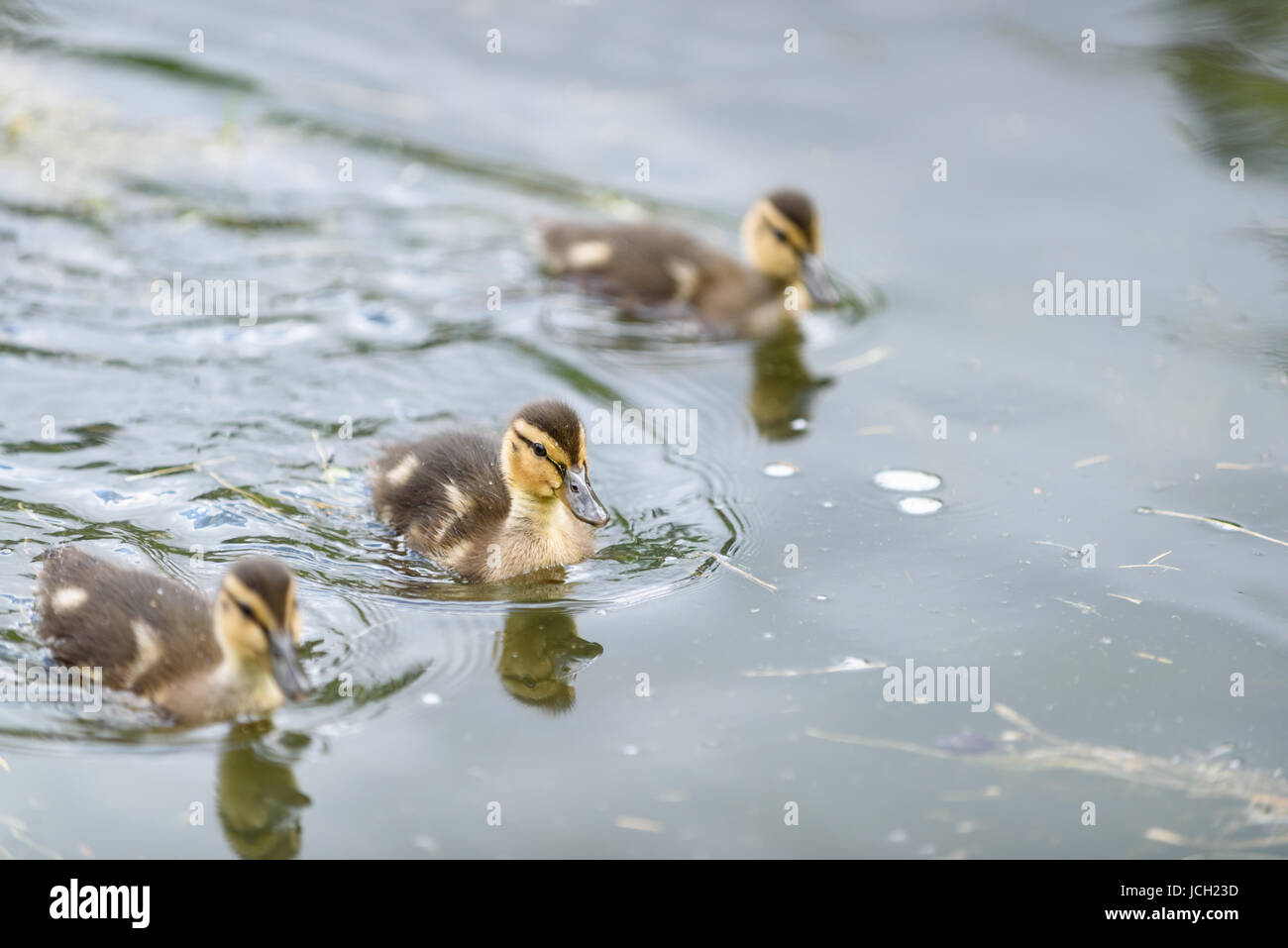 Three baby mallard ducks swimming in a pond Stock Photo - Alamy