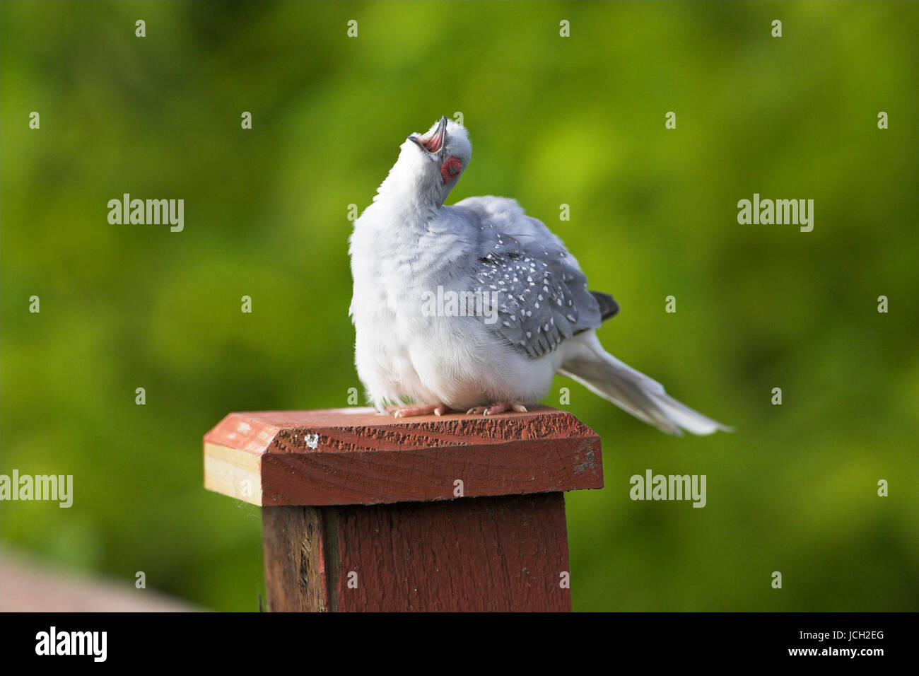 Diamond dove Geopelia cuneata escaped bird on garden fence Ringwood Hampshire England Stock Photo