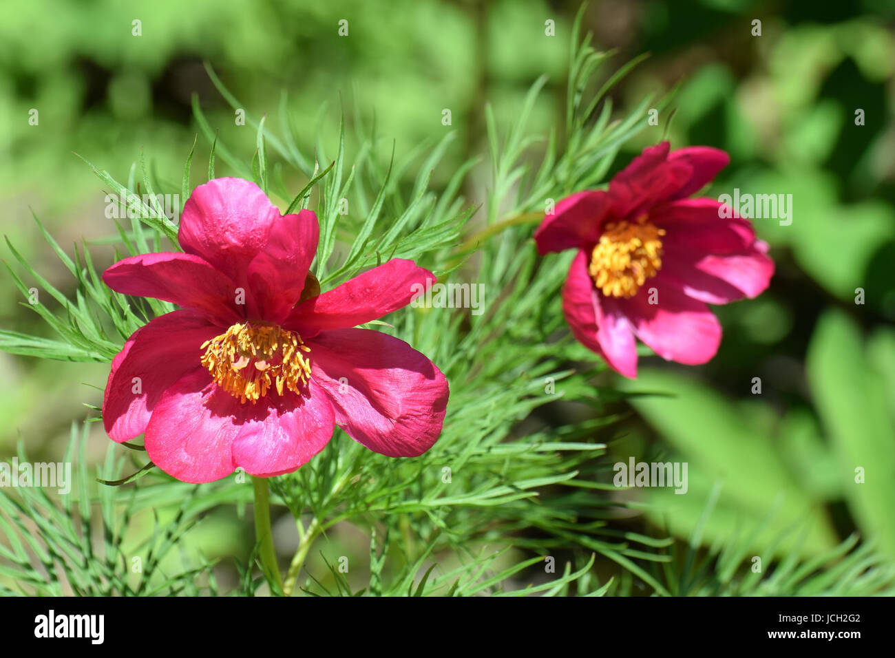 Flowering Paeonia tenuifolia flowers Stock Photo