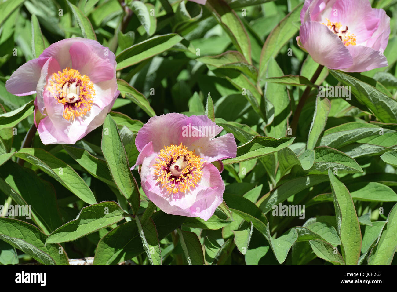 Paeonia lactiflora, also known as Chinese peony or common garden peony. Beautiful pink flowers between green leaves. Stock Photo
