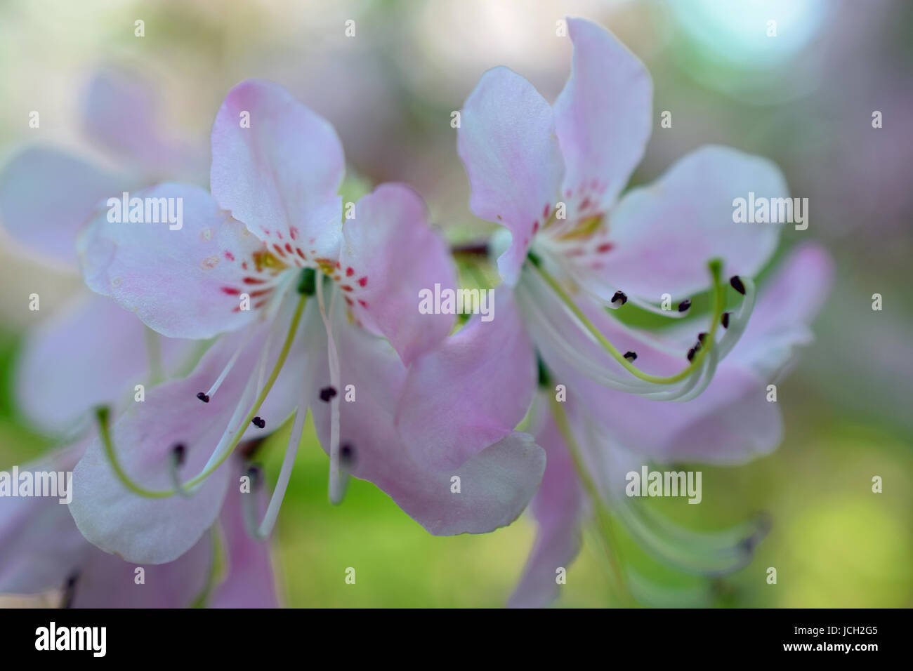 Pinkshell Azalea Beautiful flower of Rhododendron vaseyi, also known as pinkshell azalea ...