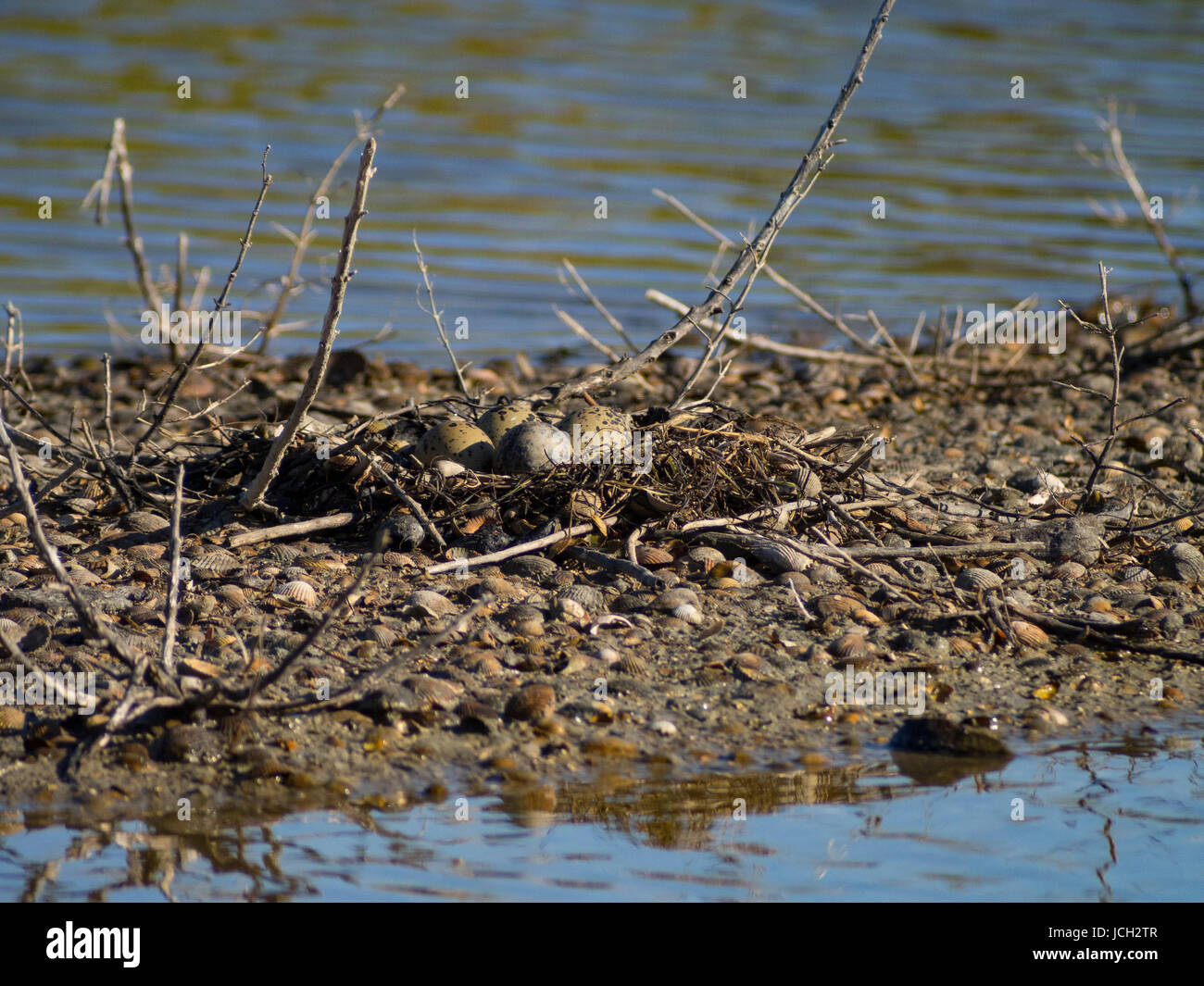 Recurvirostra avosetta: surrounded by water a nest with four eggs. Ile d'Oleron, France Stock Photo