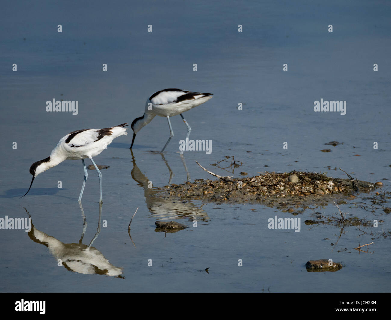 Recurvirostra avosetta: couple and nest surrounded by water. Ile d'Oleron, France Stock Photo