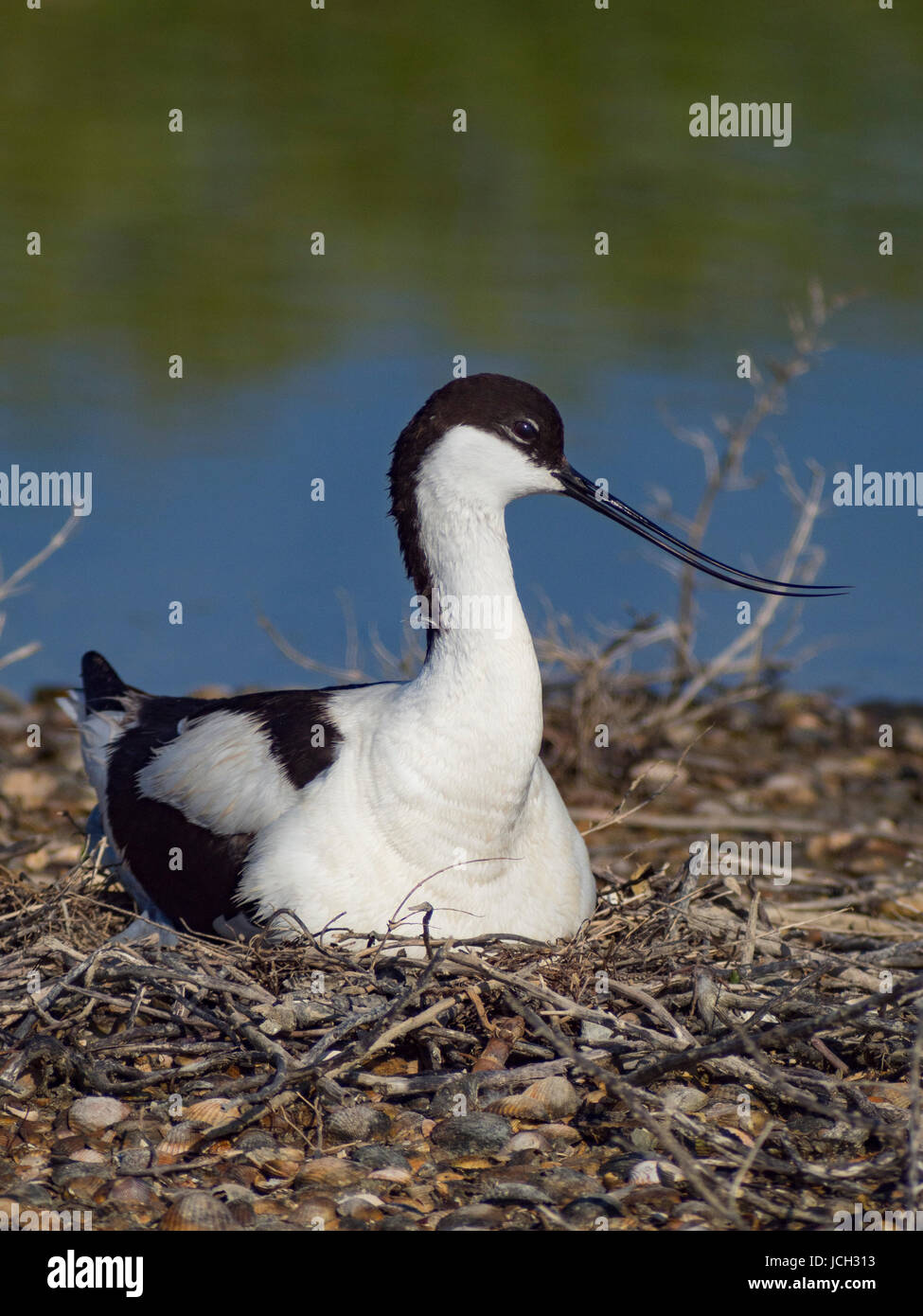 Recurvirostra avosetta: an adult sitting on eggs. Ile d'Oleron, France Stock Photo
