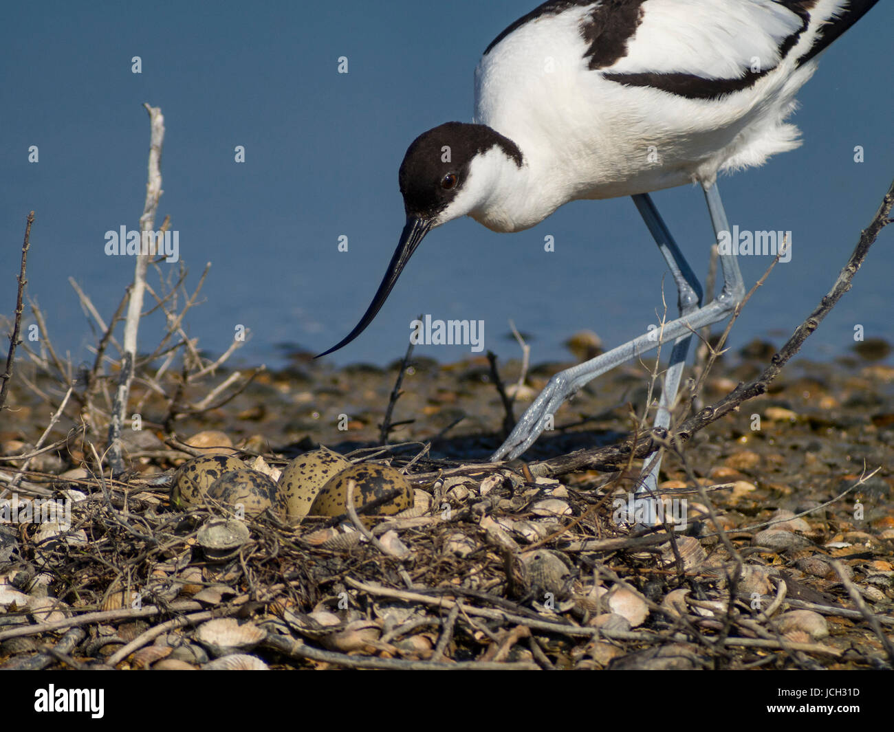 Recurvirostra avosetta an adult come nearer his nest. The nest contains four eggs. Ile d'Oleron, France Stock Photo