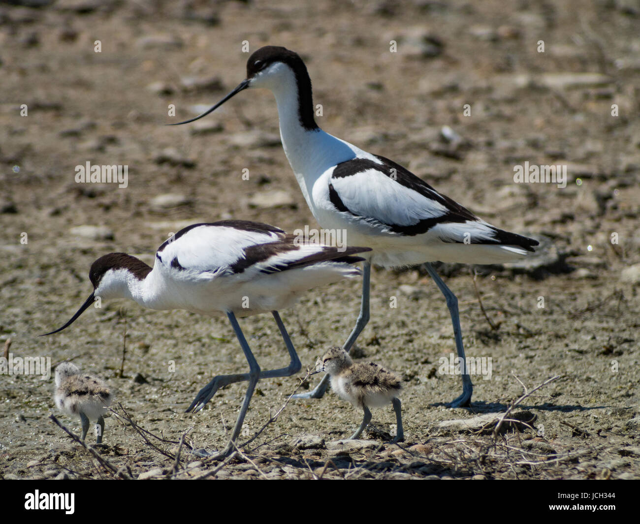 A couple of pied avocets with their two youngs. Ile d'Oléron, France. Stock Photo