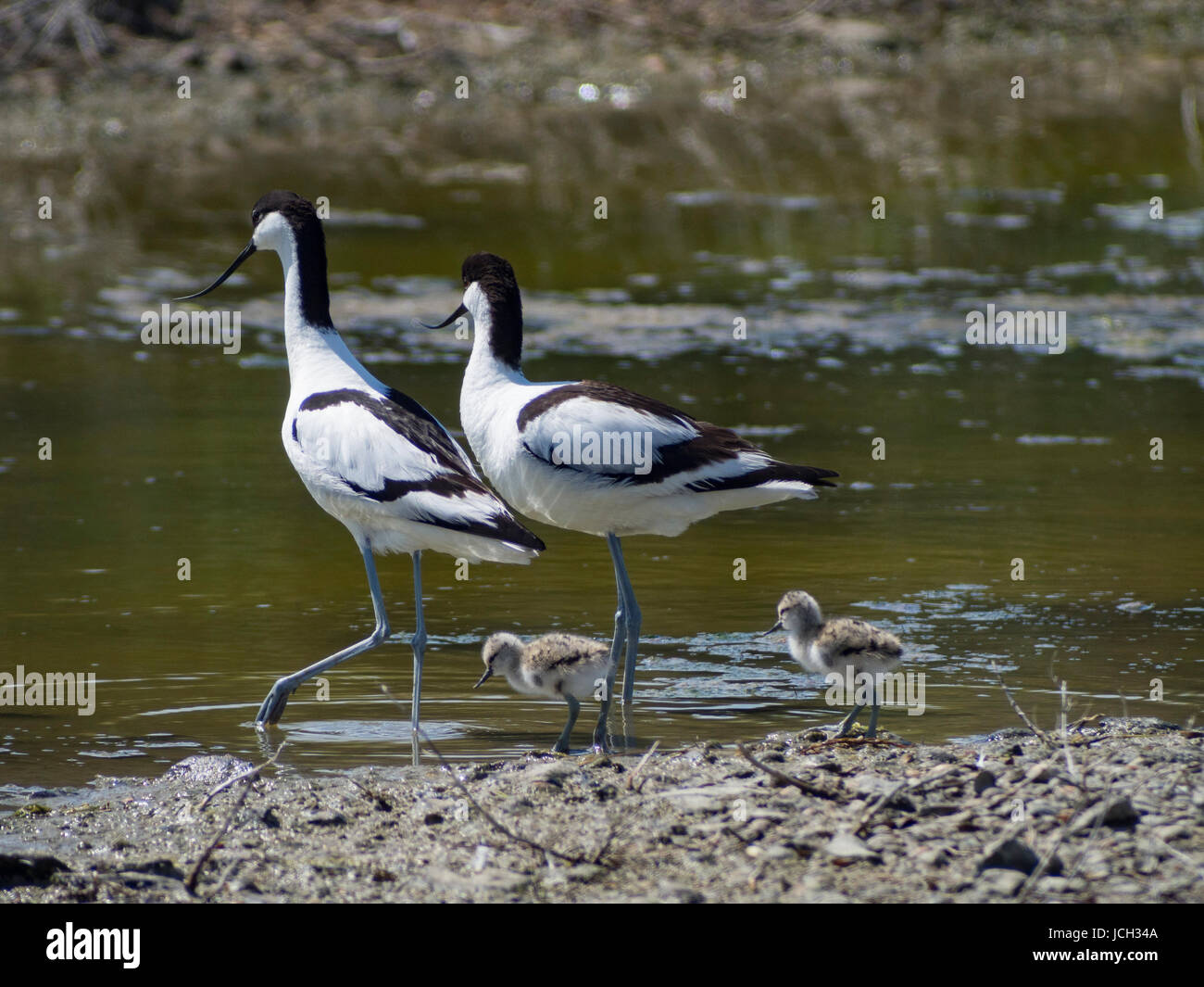 A couple of pied avocets with their two youngs wades in swamps. Ile d'Oléron, France. Stock Photo