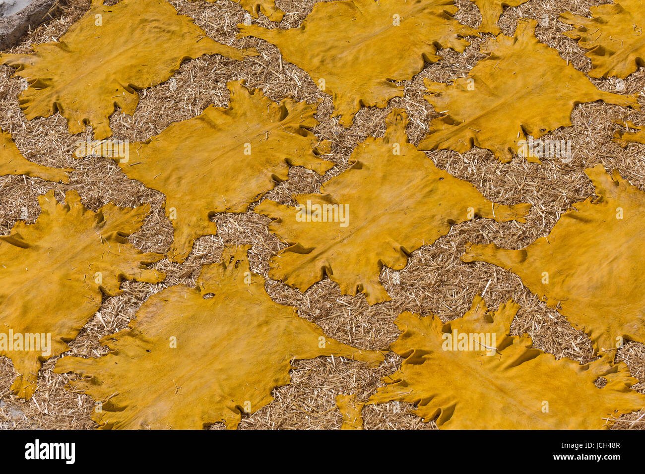 Dyed yellow goatskins are laid out on a bed of straw on a tannery rooftop in Fez, Morocco Stock Photo