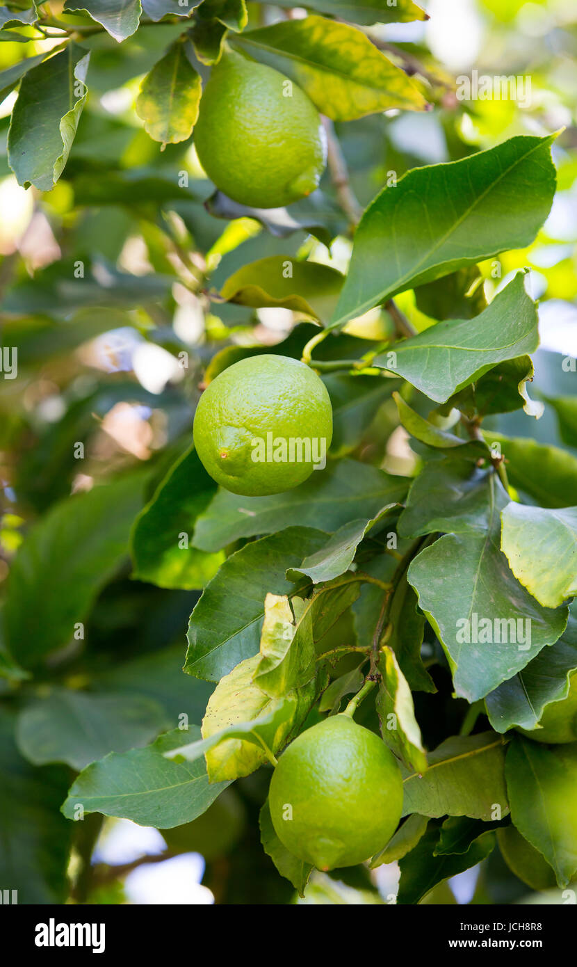 Ripening fruits lemon tree close up shot Stock Photo - Alamy