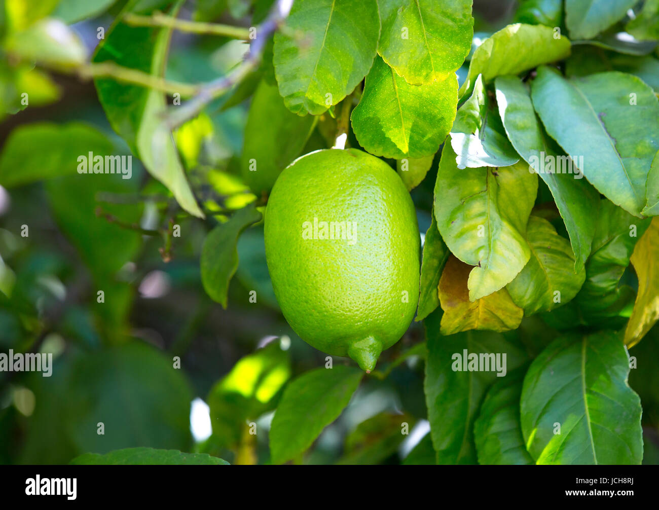 Ripening fruits lemon tree close up shot Stock Photo - Alamy