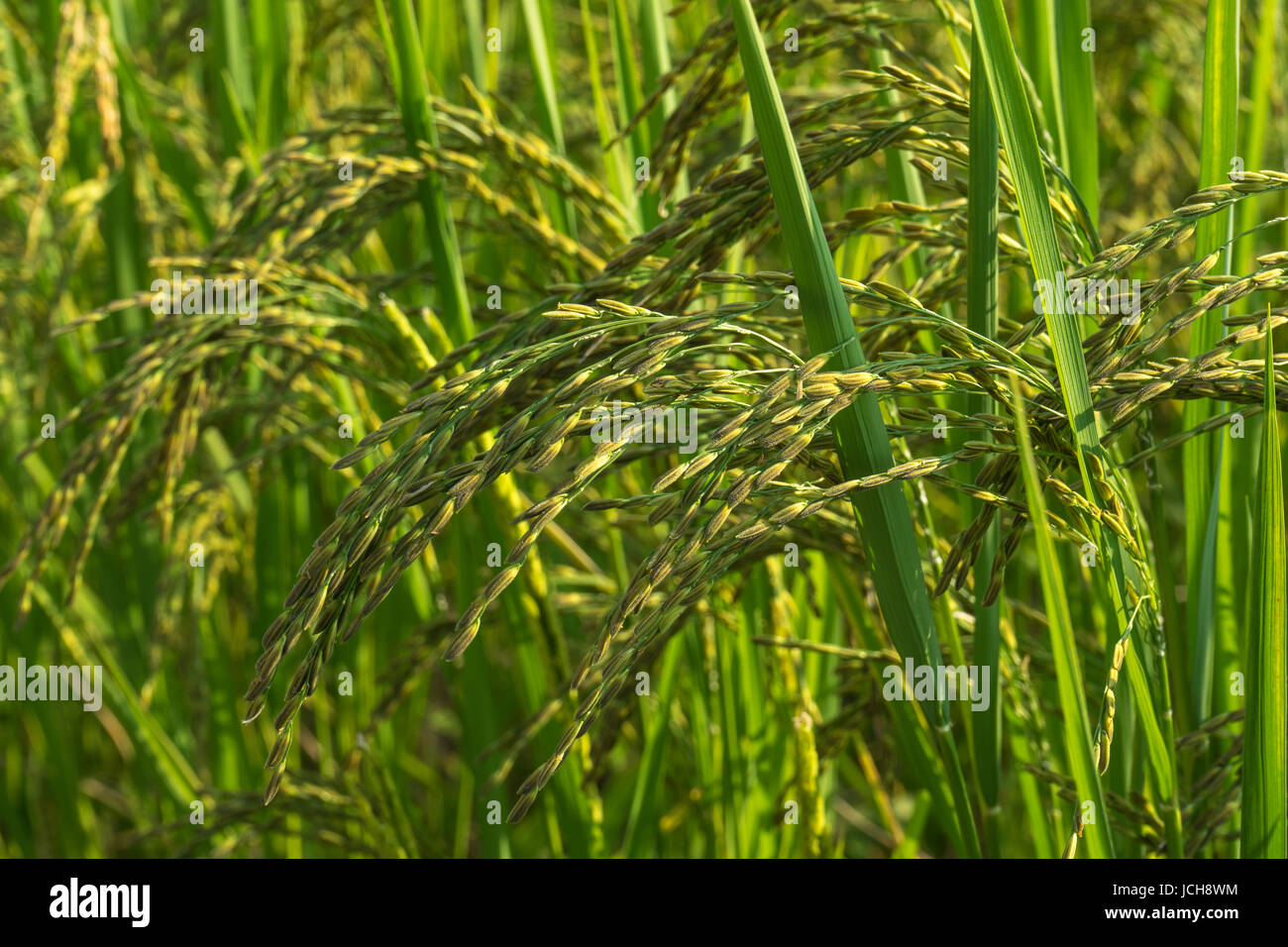 Closed up ear of rice in rice farm in rural of Thailand Stock Photo - Alamy
