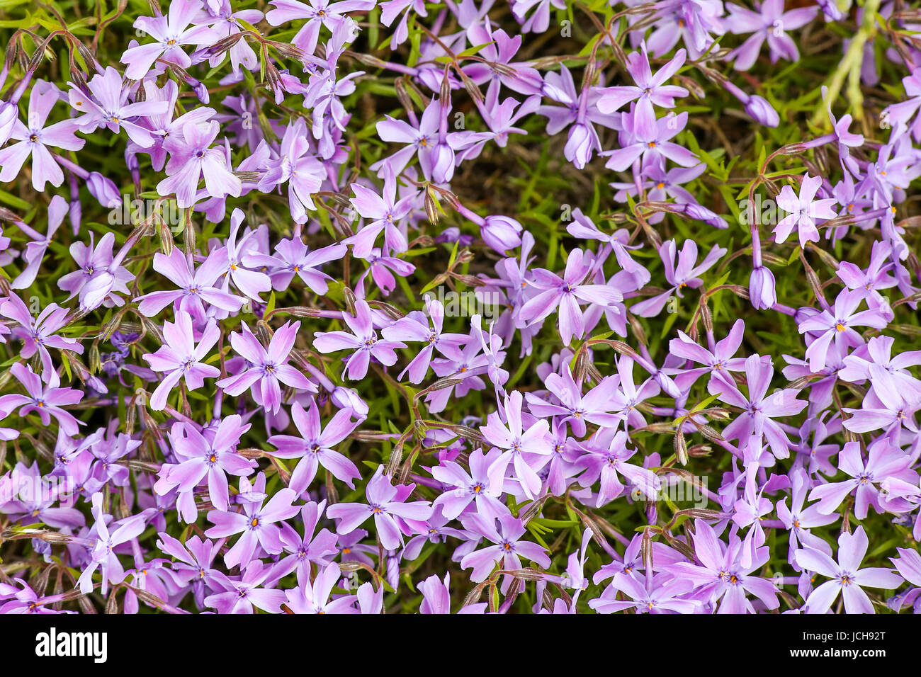 Alpine flower bed with pink phlox moss flowers Stock Photo Alamy