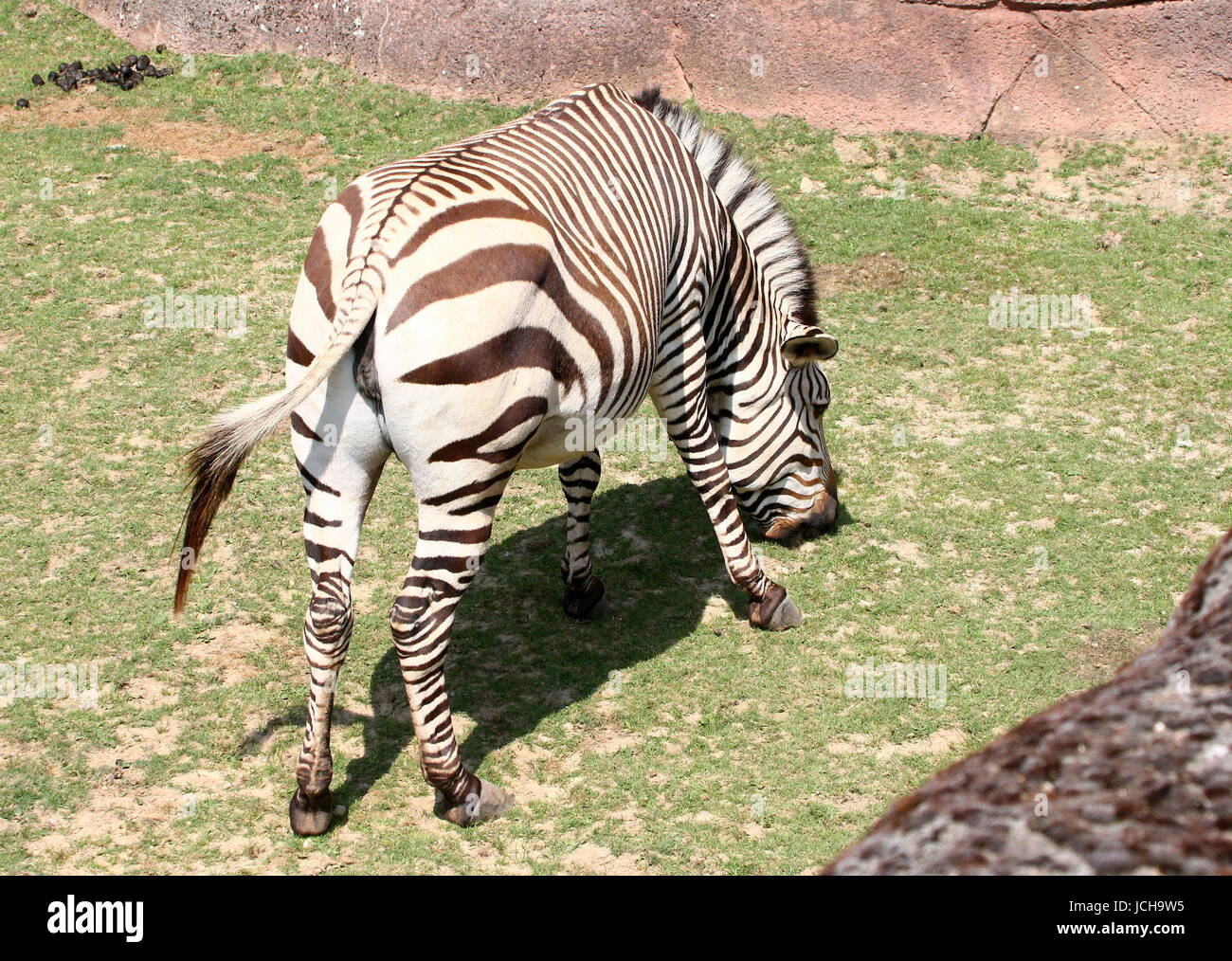 Hartmann's mountain zebra (Equus zebra hartmannae), a rare subspecies of the South African Mountain Zebra. Captive animals at GaiaZoo, Kerkrade Stock Photo