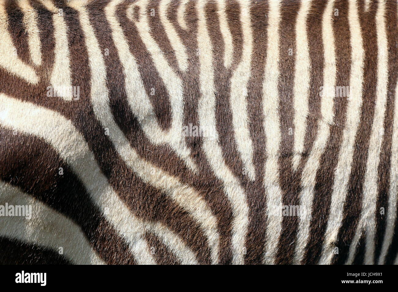 Extreme closeup of the striped skin patterns of a South African Hartmann's mountain zebra (Equus zebra hartmannae). Stock Photo
