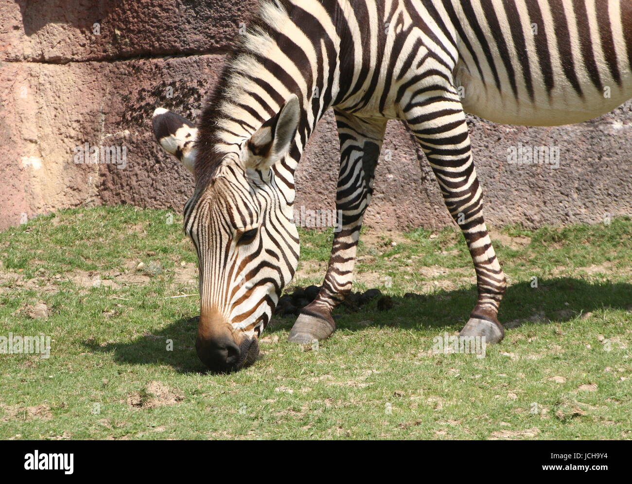 Hartmann's mountain zebra (Equus zebra hartmannae), a rare subspecies of the South African Mountain Zebra. Captive animals at GaiaZoo, Kerkrade Stock Photo