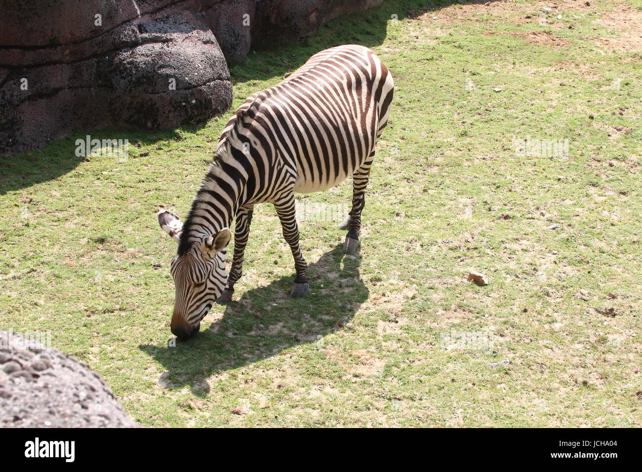 Hartmann's mountain zebra (Equus zebra hartmannae), a rare subspecies of the South African Mountain Zebra, found in western Angola and Namibia. Stock Photo
