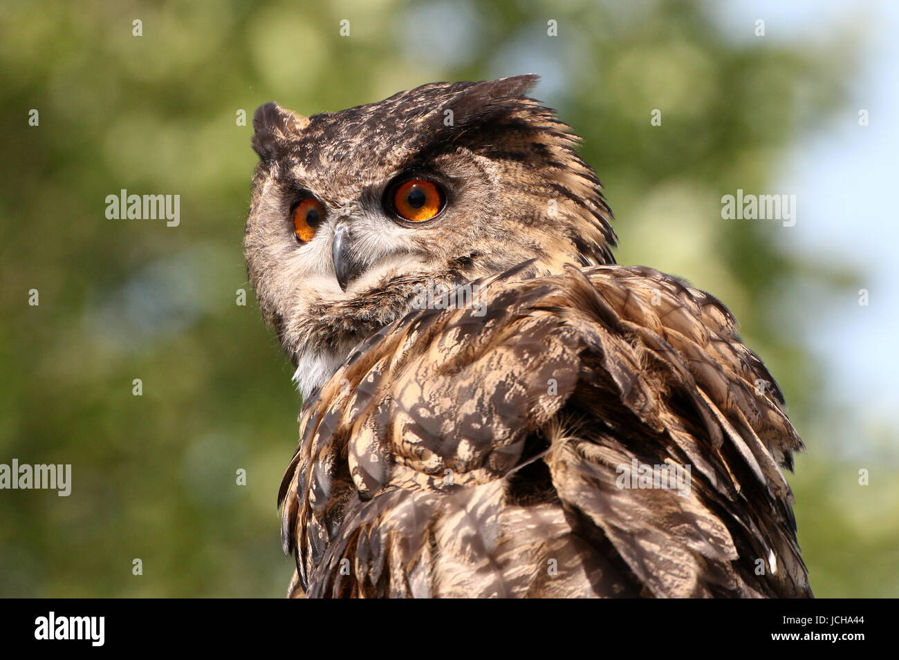 Eurasian eagle owl (Bubo bubo) close-up of the head, facing the lens. Stock Photo