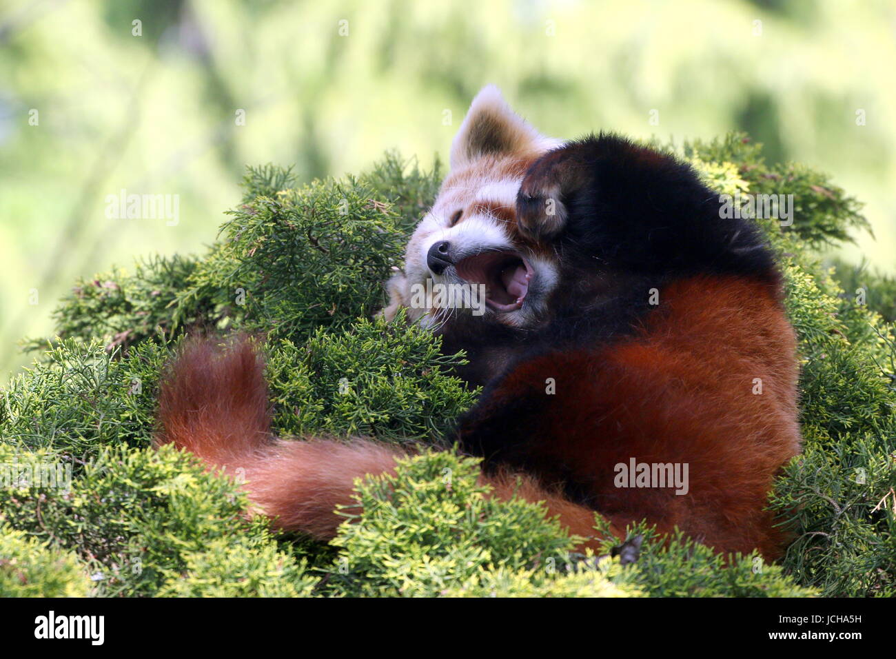 Yawning Asian Red Panda (Ailurus fulgens) in a tree. Stock Photo