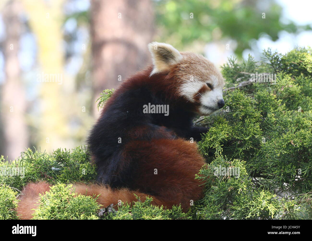 Drowsy Asian Red Panda (Ailurus fulgens) in a tree, ready to take a nap. Stock Photo