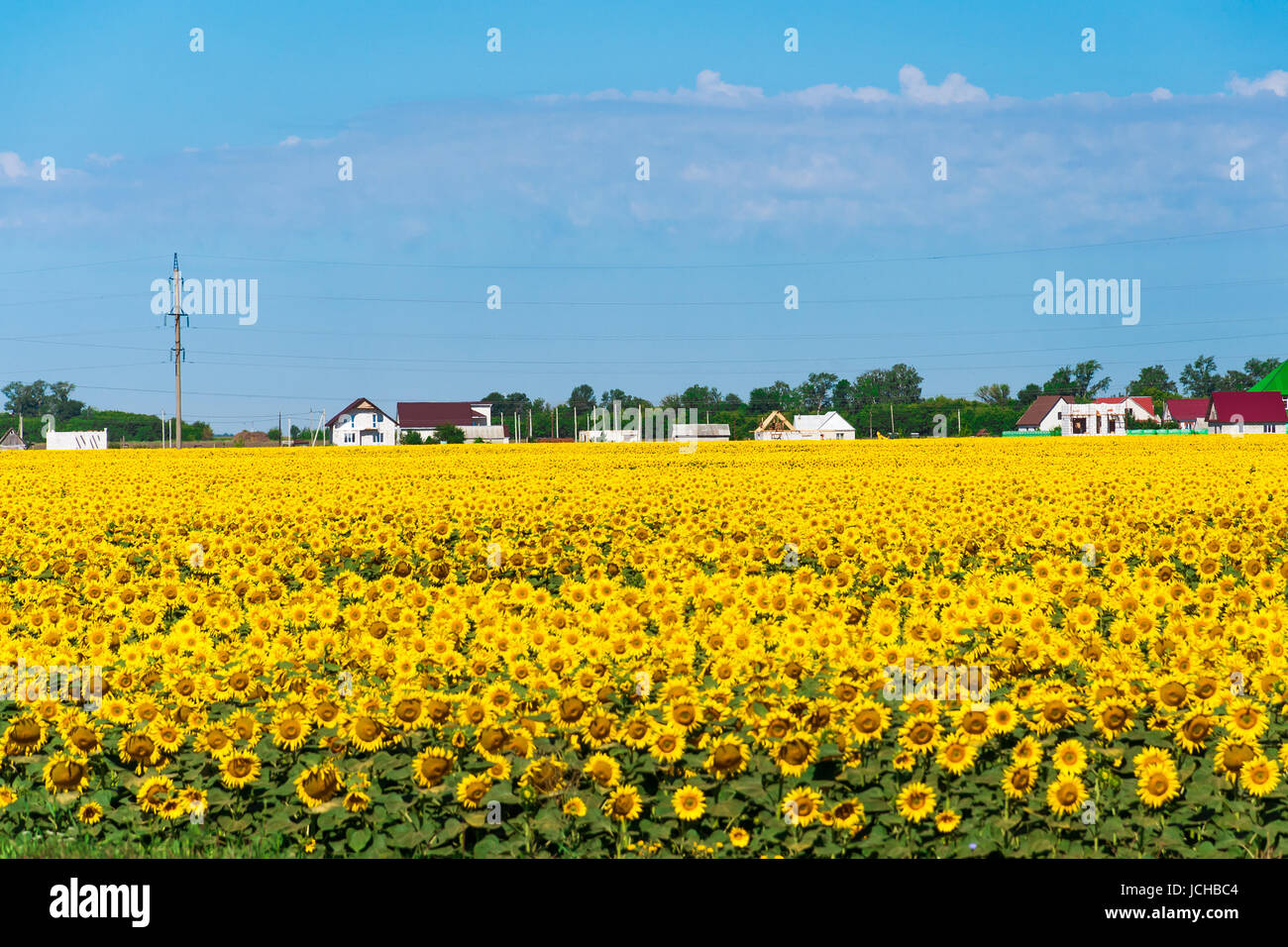 Field with sunflower in front of the village Stock Photo - Alamy