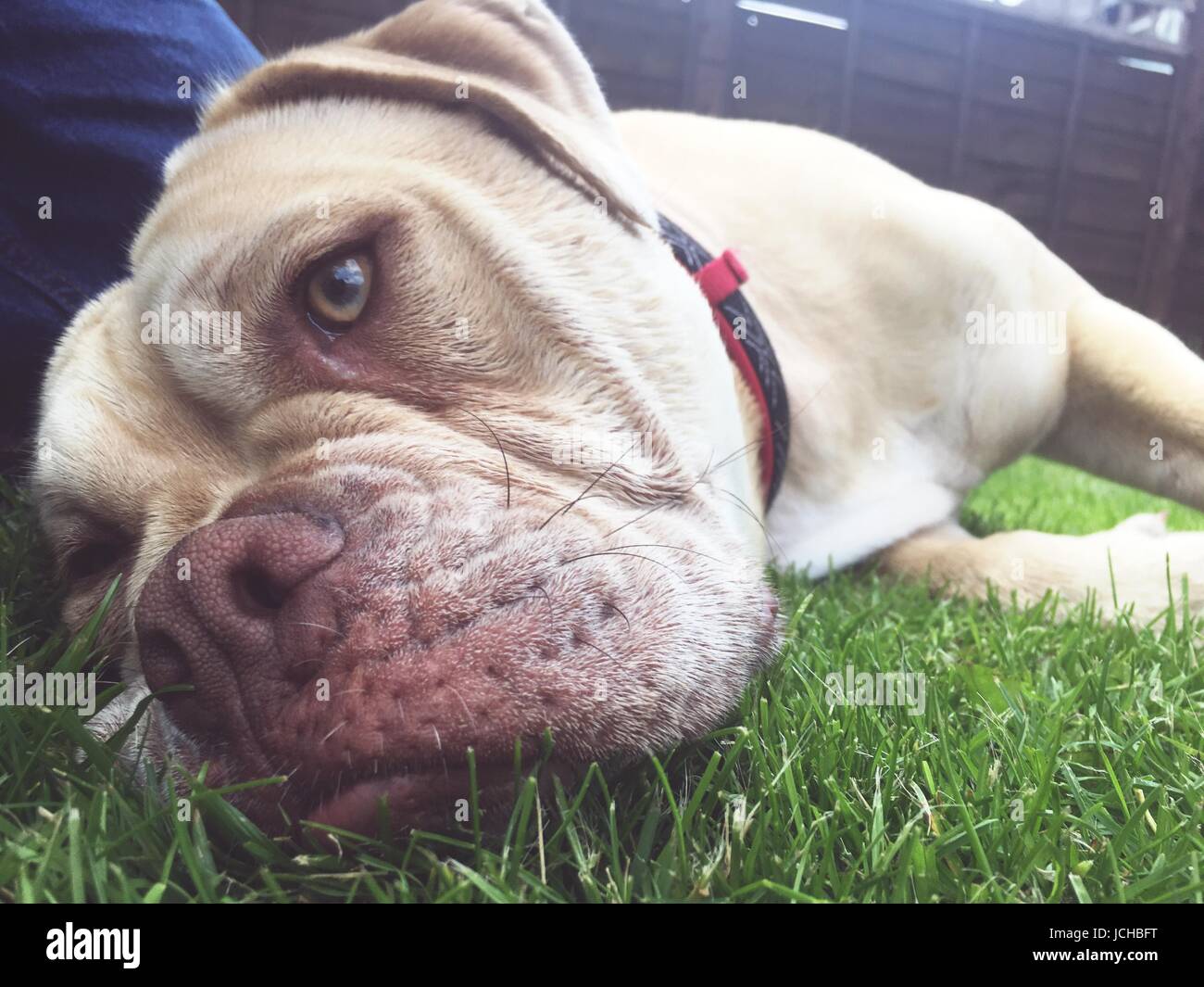 an olde tyme bulldog female dog laying on the grass Stock Photo