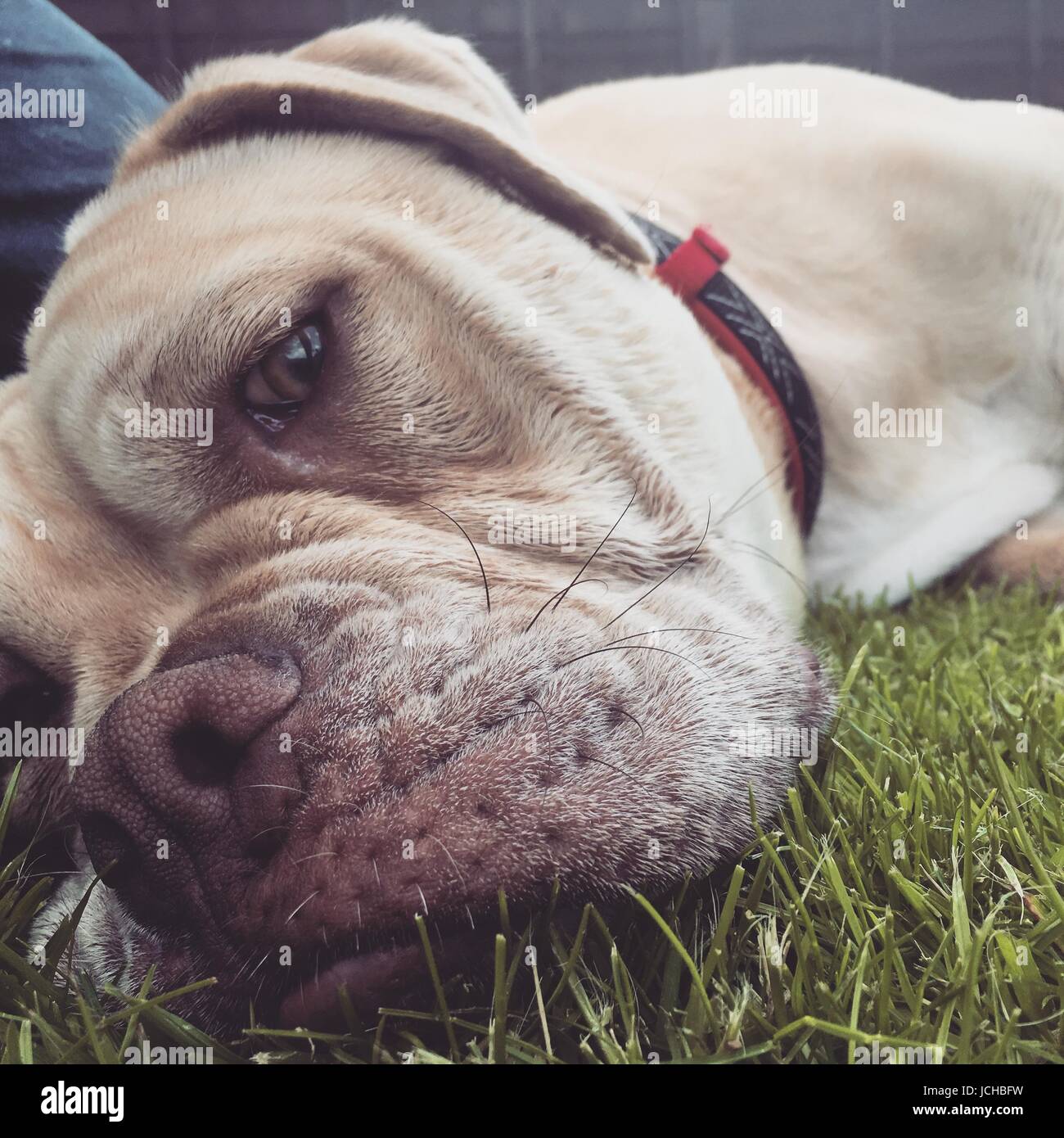 an olde tyme bulldog female dog laying on the grass Stock Photo