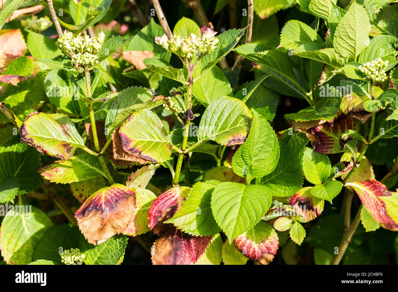 Disease of hydrangea due to frozen winter close up Stock Photo
