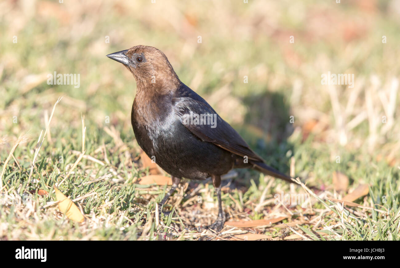 Brown-headed Cowbird - Molothrus ater, Adult Male. Stock Photo