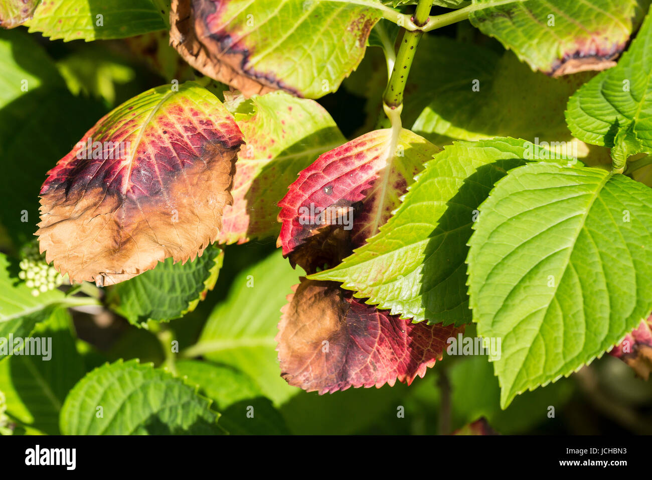 Disease of hydrangea due to frozen winter close up Stock Photo