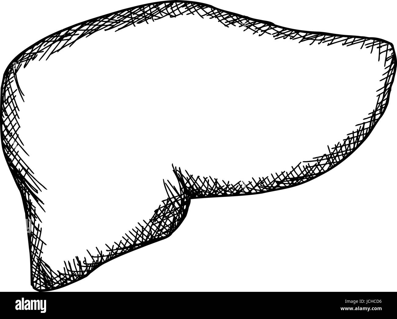 Single hand drawn outline human liver over white Stock Photo - Alamy