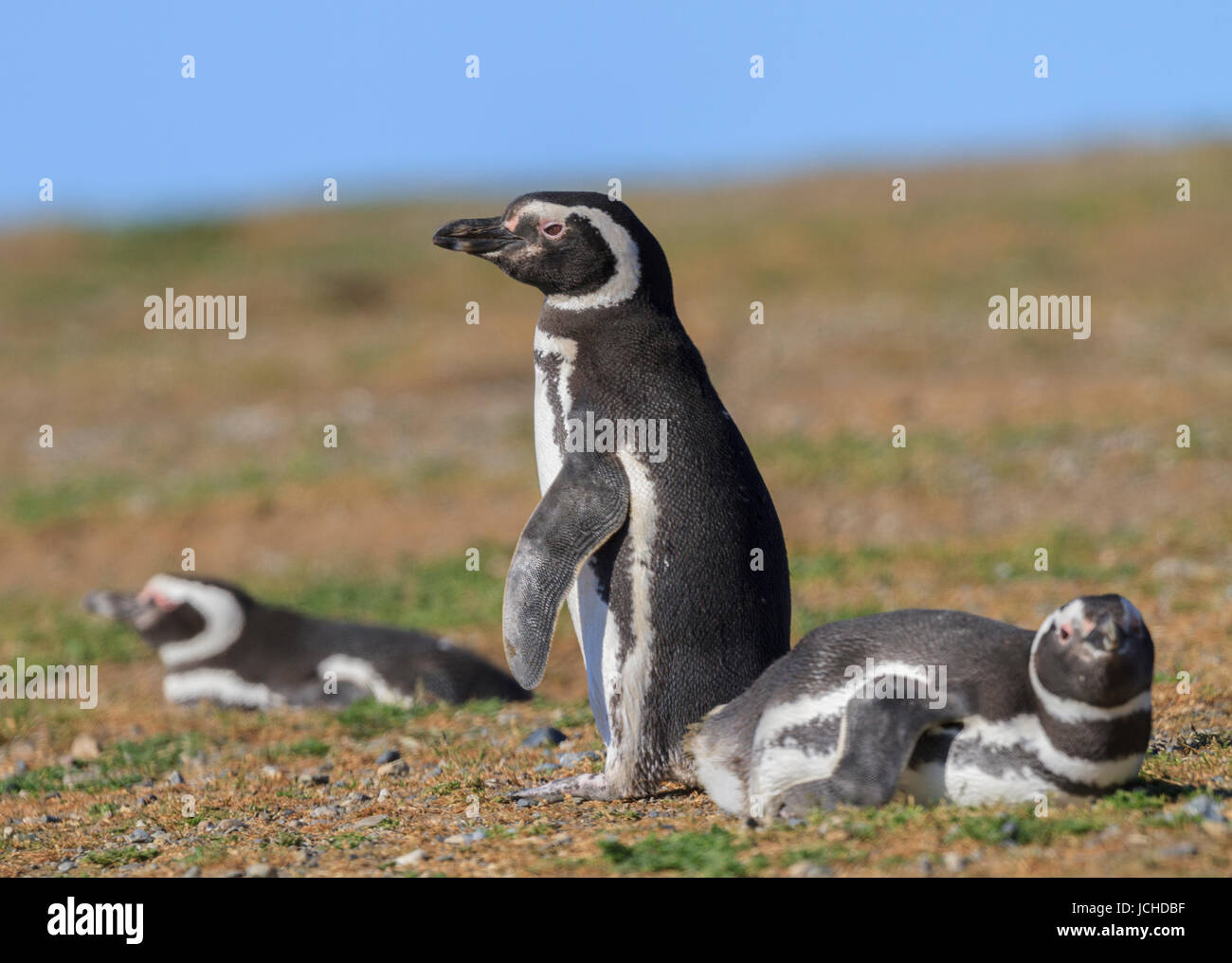 Monumento Natural Los Pinguinos, Isla Magdalena, Punta Arenas, Chile Stock Photo