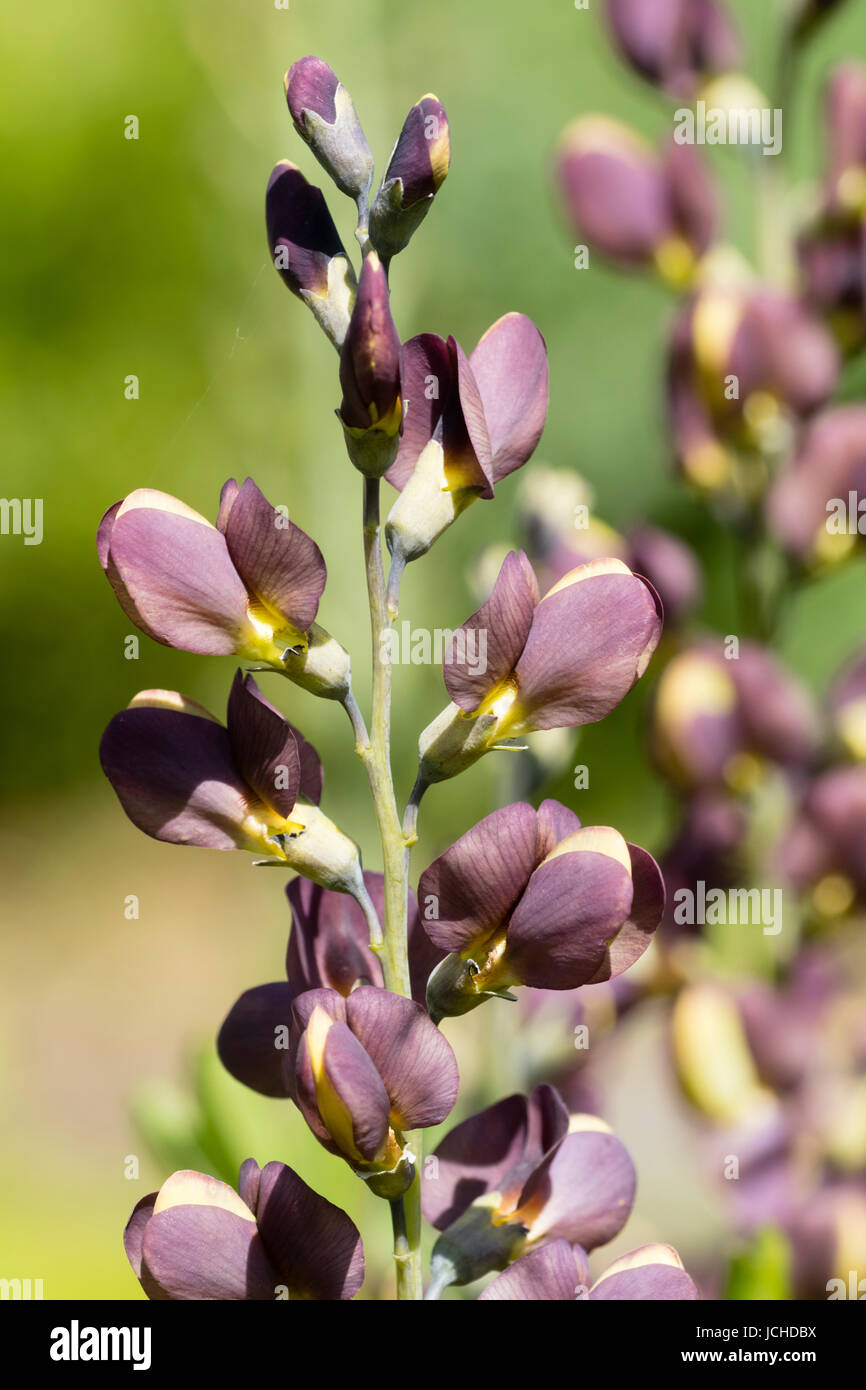 Indigo Flowers High Resolution Stock Photography and Images - Alamy