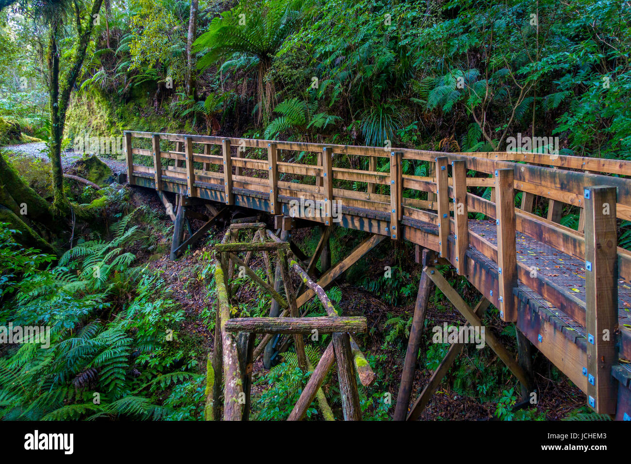 Bridge Inside Of Dense Temperate Rainforest With Fern Trees In South