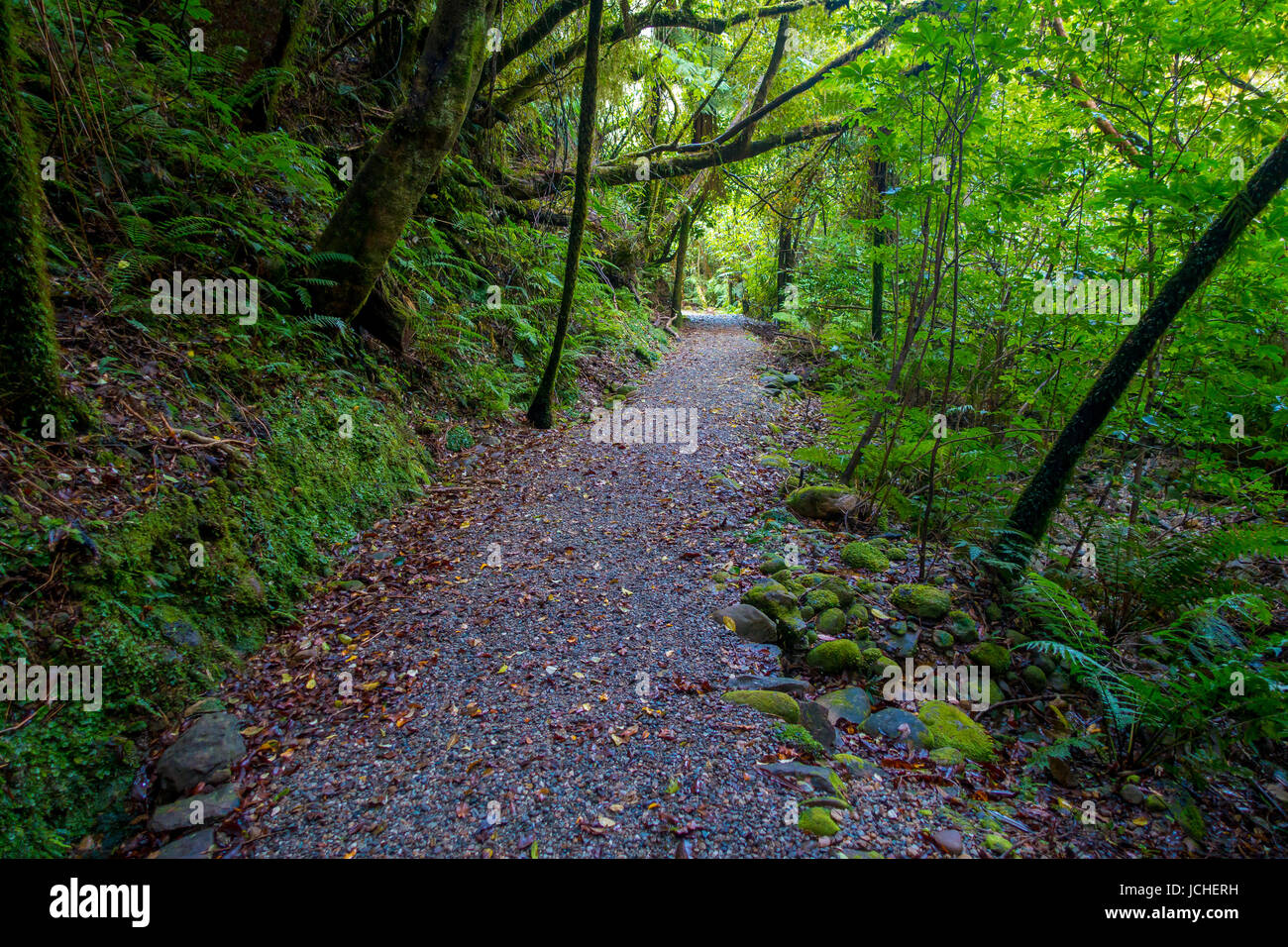 Pathway Through Dense Temperate Rainforest With Fern Trees In South