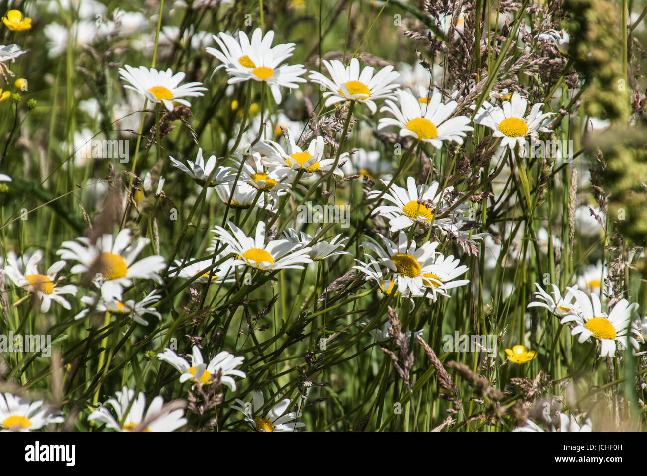 field daisies, ox eye daisies, horse daisies Stock Photo