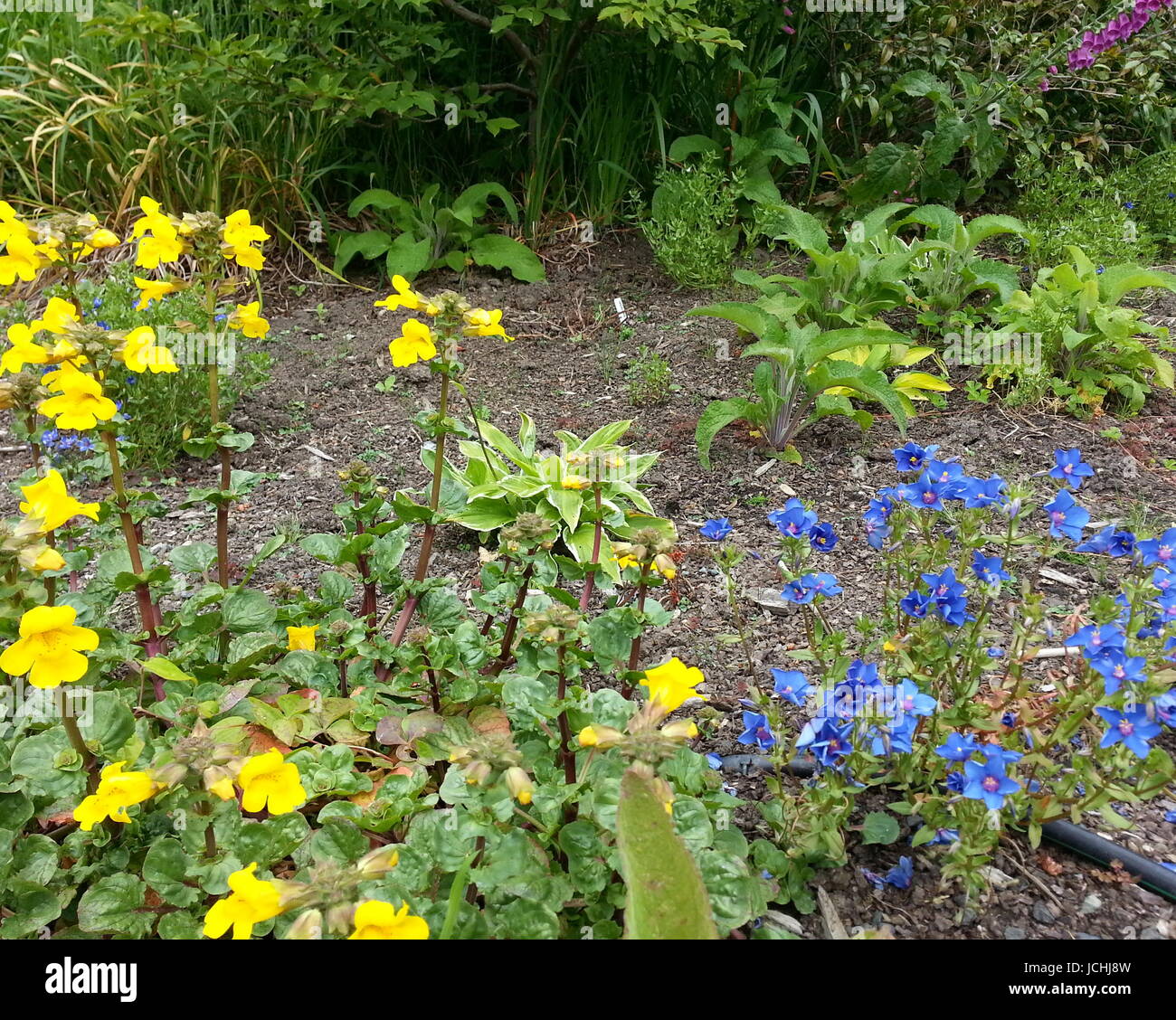 Wet blue flowers hi-res stock photography and images - Alamy