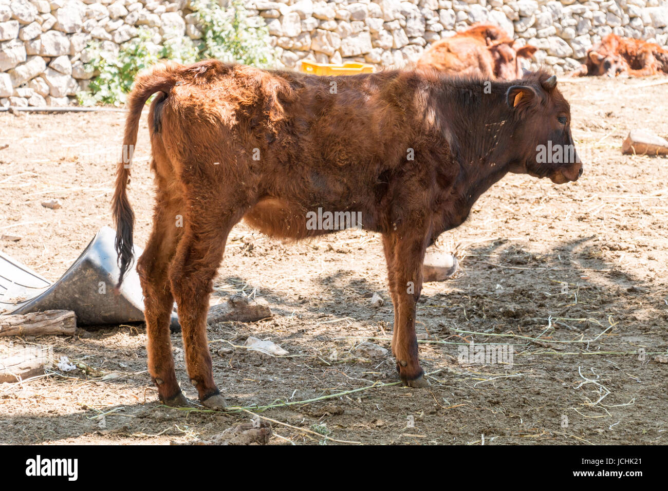 Cow eating in a fence Stock Photo