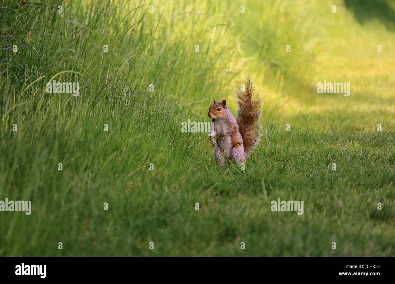Caught unaware hires stock photography and images Alamy