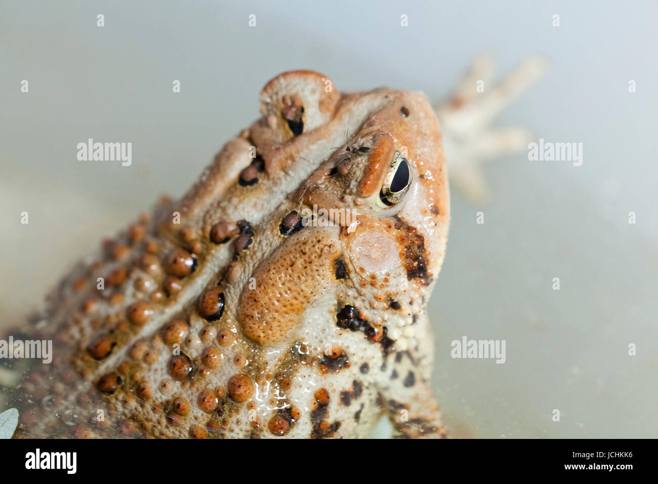 North-American Fowler's Toad - Virginia USA Stock Photo