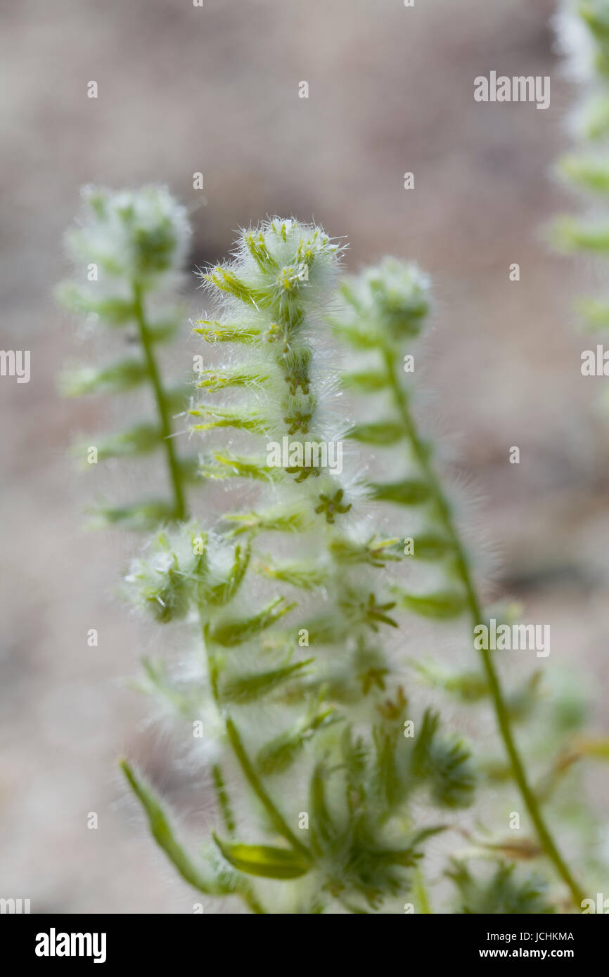 Checker fiddleneck (Amsinckia tessellata) plants growing in the American Southwest desert - California USA Stock Photo